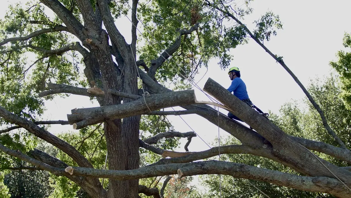 Professional Crown Thinning performed by certified arborists in Crescent