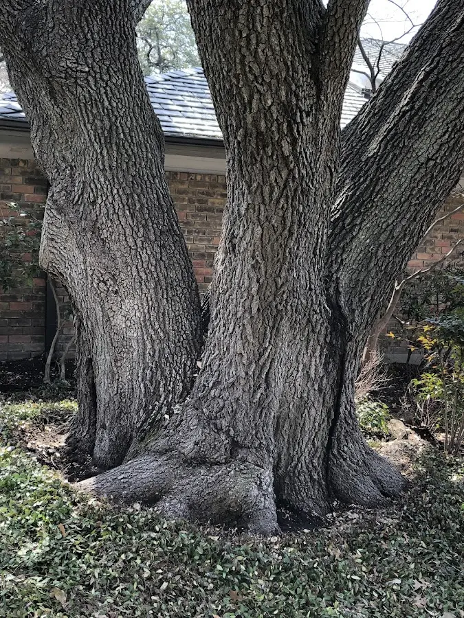 Mature heritage tree close to a Crescent property cared for by certified arborists